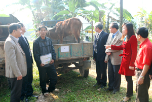 Hội CTĐ huyện Lương Sơn giao bò cho các hộ gia đình khó khăn đủ điều kiện chăn nuôi theo Chương trình 